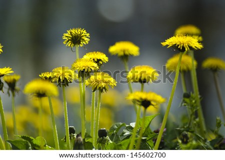 Yellow dandelion flowers