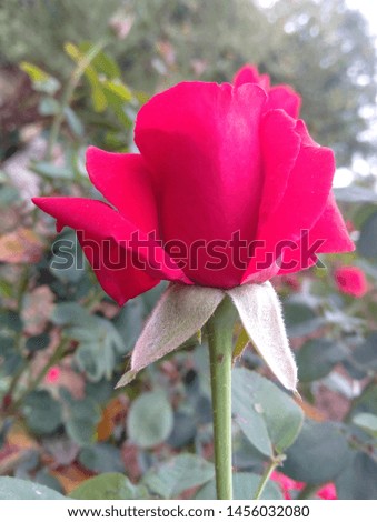 Beautiful natural red rose image