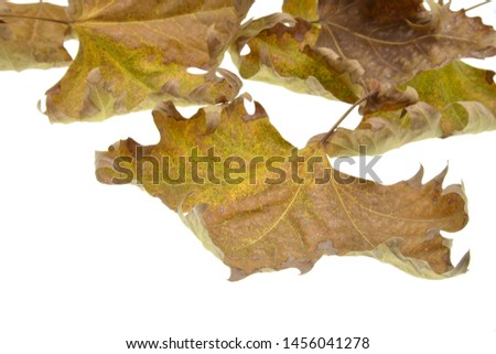 dried leaves isolated on white background
