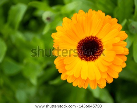 Calendula. The view from the top. Yellow flower.  