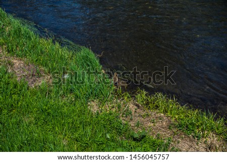 Cute duck chilling by the river Royalty-Free Stock Photo #1456045757