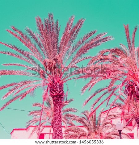 Palm trees on the background of hotels. Tropical beach style. Infrared pink colors. Turquoise sky