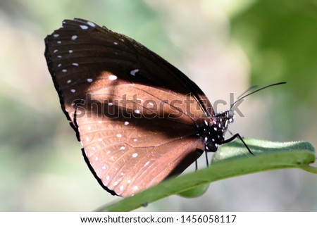 Amazing macro nature - Butterfly Park. Macro photography. Bali, Indonesia.