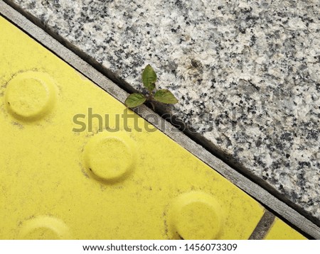 the plant grew in the distance between the tiles. a new, small life, perseverance and diligence to achieve the goal. opportunities for development, starting small