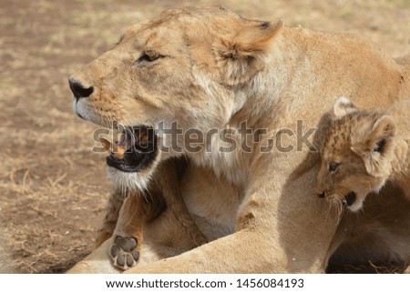 Close up head shot of Lioness and cub sharing an affectionate moment in Tanzania