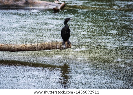 Great Cormorant/Black Shag ,Phalacrocorax Carbo