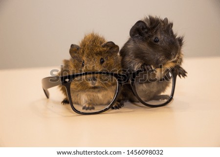 Two guinea pig in glasses 