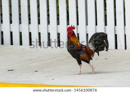 Chickens strut proudly around Key West, Florida.