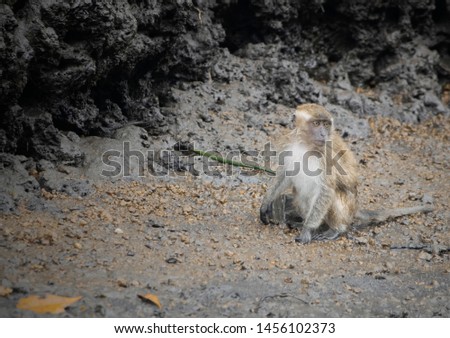 Sad Monkey live in a Kilim Geoforest of Malaysia Taken 21th May-2019