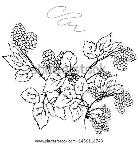 Raspberry branch, bouquet. Flourish. Vector illustration.