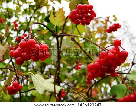 branch of red viburnum in the garden