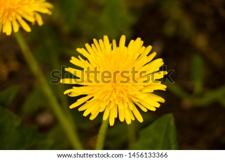 Bright picture with a dandelion close-up. Beautiful background outdoors. A gift of spring. Macro photo. 