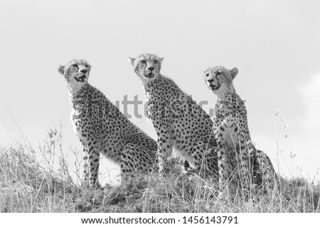 Coalition of cheetahs (Acinonyx jubatus) scanning the plains of the Serengeti National Park in Tanzania. The cheetah is the fastest land animal in the world. Lives in eastern and southern Africa.