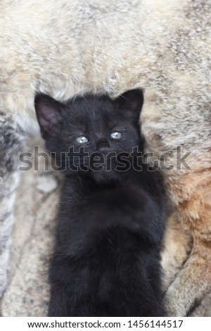 Cute black kitten laying on his back. Adorable black kitty