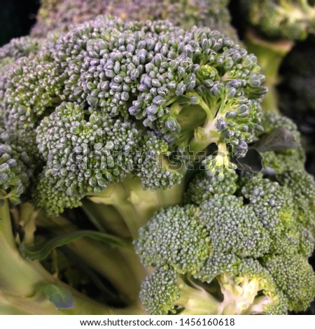 Macro photo green vegetable broccoli. Image green fresh organic broccoli cabbage