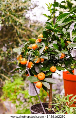 Fair of flowers in Paris. Beautiful flowers for home and garden. Decorative oranges in a pot. Spring in France