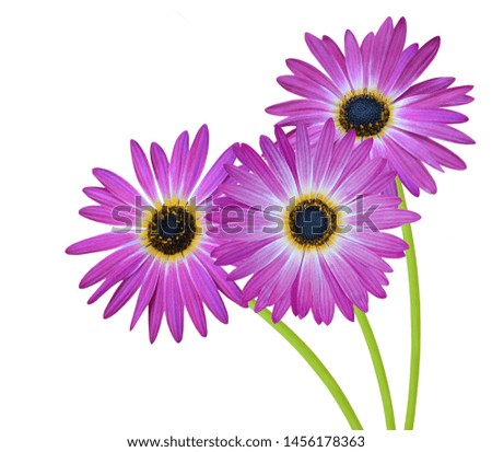 Flower of violet Pink osteosperumum blooming bunch isolated white background