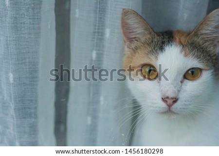 Striped cat behind the glass and curtains