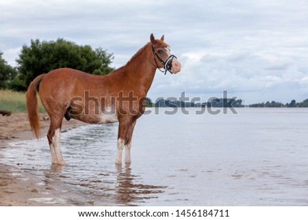 beautiful 35 years old horse in the coat colour fox with white markings on head and legs with bridle stands in the water on a beach of the river Weser (Germany) against grey cloudy sky 