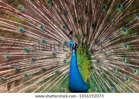 The Indian peafowl is raising its tail to show the rich colors of the hairs that are used to attract females to breed.
