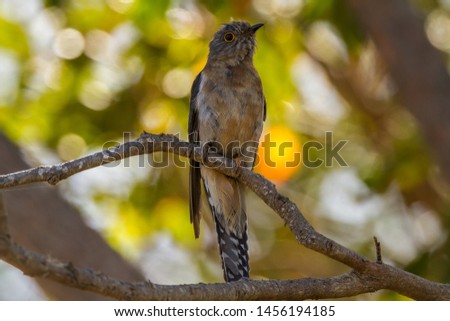 Fan-tailed Cuckoo 
Latin name: Cacomantis flabelliformis