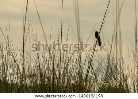 Fan-tailed Widowbird
Latin name: Euplectes axillaris