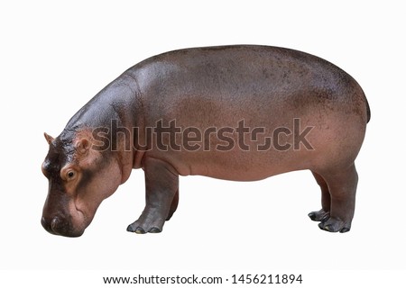 Hippopotamus isolated on white background. Royalty-Free Stock Photo #1456211894