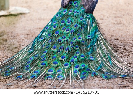 Close-up images of Indian peacock feathers show the different types of feathers that have a variety of colors.