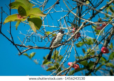mocking bird eating fruit on the tree