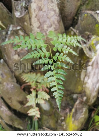 Squirrel's foot fern grows on and over thick bark Palm tree trunk.