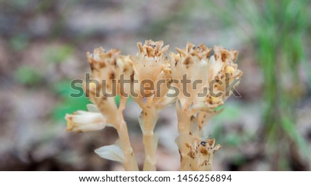 Dutchman's pipe, Monotropa hypopitys - a parasite or mycoheterotrophic plant in the forest. Royalty-Free Stock Photo #1456256894