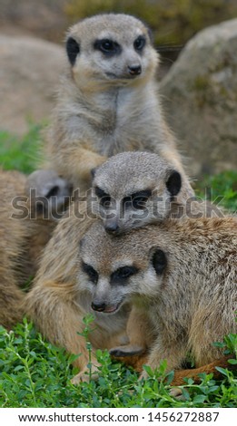 The meerkat or suricate (Suricata suricatta)