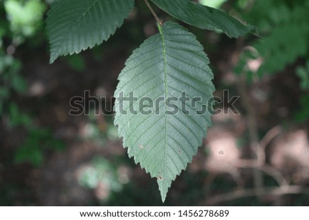 Green leaf of a beech