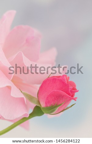 Pink Rose for wedding invitation