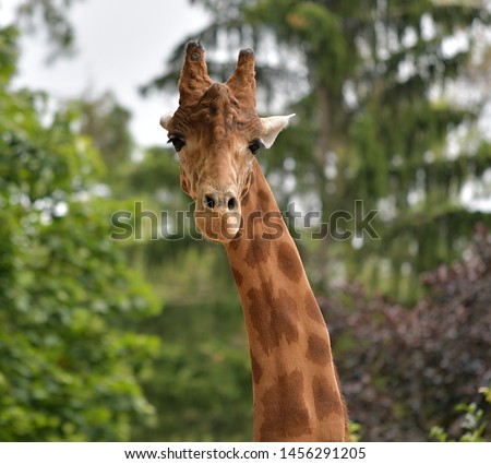 The Kordofan giraffe 
