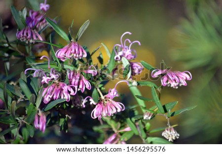 Delicate flowers of the Australian native pink spider flower, Grevillea sericea, family Proteaceae, Royal National Park, Sydney, Australia. 