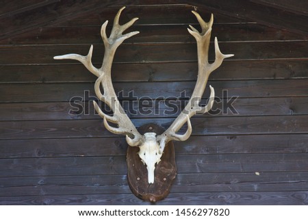 Impressive big horns of a dear head hanging at a hunting lodge as trophy from the last hunt in the forest