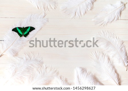 fluffy white ostrich feathers and big green butterfly on white wooden background