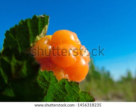 Ripe orange cloudberry with dew drops among the leaves against the blue sky. Summer picture of tundra. Macro. Shallow depth of field. Blurred background.

