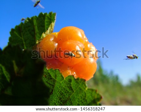 Ripe orange cloudberries with drops of dew among the leaves and flying midges against the blue sky. Summer picture of the tundra. Macro. Shallow depth of field.