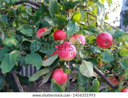 Red ripe apples on a branch in the garden
