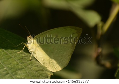 stunning picture of common emigrant ( catopsilia pomona ) butterfly sitting on leaflet.
