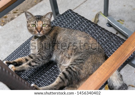 Black and brown tiger cat is lying in a chair