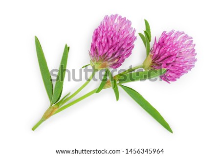 Clover or trefoil flower medicinal herbs isolated on white background. Top view. Flat lay