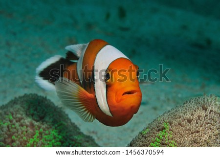 Saddleback Anemonefish is hovering over its anemone, Panglao, Philippines