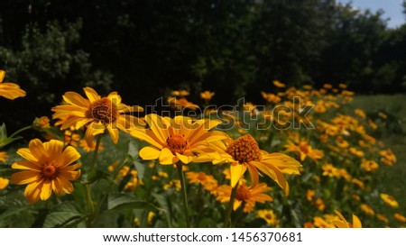 Yellow daisies on the wild field. Chrysanthemums. Background. Flowers for front garden.