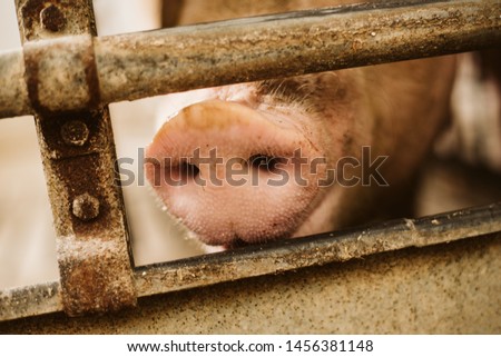 A close-up picture of a pig's snout on an organic farm. Pork farm