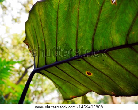 Green leave at the Royal winter residence of the Thai Royal Family