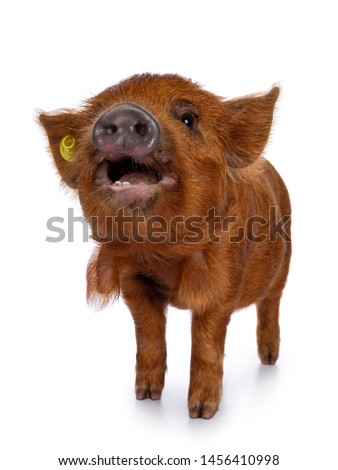 Adorable ginger Kunekune piglet, standing facing front. Looking curious with open mouth towards camera. Isolated on white background. Muzzle in air.
