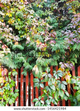 Bright leaves of wild grapes or ivy plant on the wooden fence in autumn park